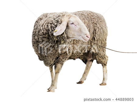 big ram, ram on a white background big ram, ram on a white background 44889803