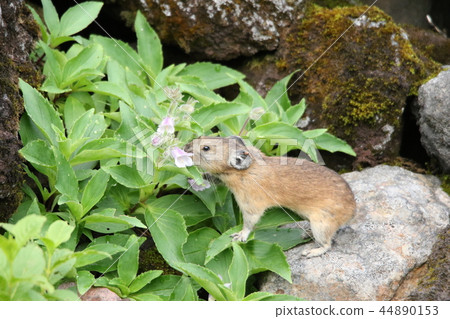 Nagisagi Nagisagi 44890153