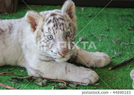 White tiger baby 44890183