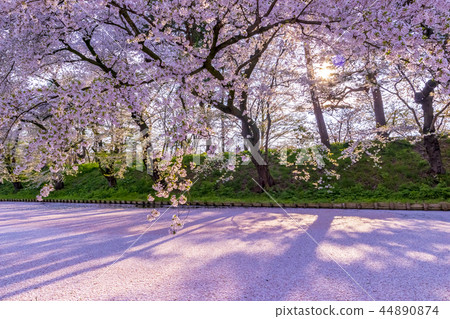 Cherry blossoms in Aomori Hirosaki Castle Cherry blossoms in Aomori Hirosaki Castle 44890874