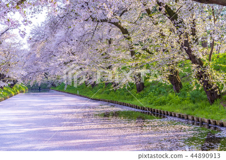 Cherry blossoms in Aomori Hirosaki Castle Cherry blossoms in Aomori Hirosaki Castle 44890913