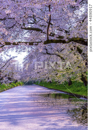 Cherry blossoms in Aomori Hirosaki Castle Cherry blossoms in Aomori Hirosaki Castle 44890917