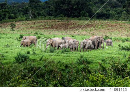 Asian wild elephant Kuiburi National Park, Thailan 44891513