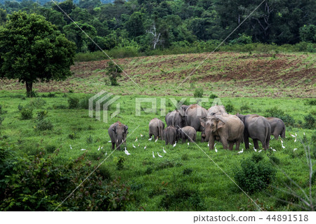 Asian wild elephant Kuiburi National Park, Thailan 44891518