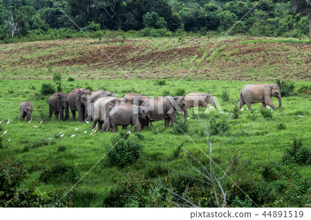 Asian wild elephant Kuiburi National Park, Thailan Asian wild elephant Kuiburi National Park, Thailan 44891519