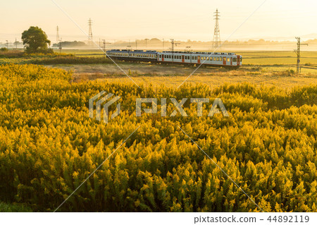 One field train, autumn morning 44892119