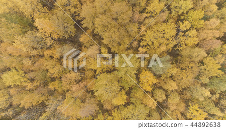 Aerial view over yellow golden birch forest in autumn Aerial view over yellow golden birch forest in autumn 44892638