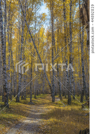 Beautiful autumn landscape Beautiful autumn landscape 44892819