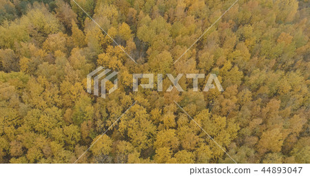 Aerial view over yellow golden birch forest in autumn 44893047