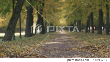 autumn linden alley in the morning 44893237