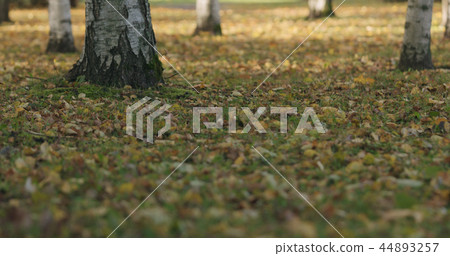 fallen birch autumn leaves on grass fallen birch autumn leaves on grass 44893257