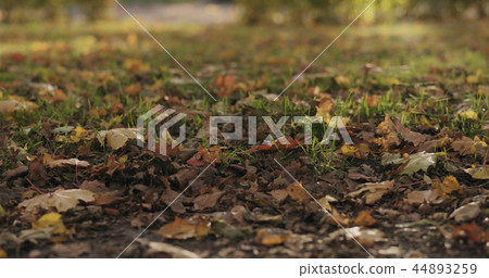fallen autumn leaves on city alley on a sunny day fallen autumn leaves on city alley on a sunny day 44893259
