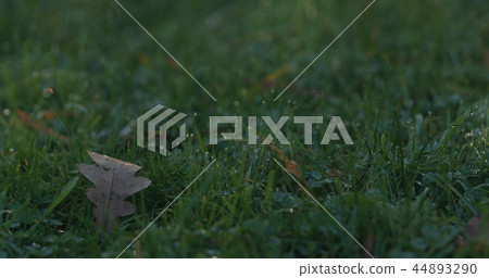 Closeup green grass with fallen leaves in the morning Closeup green grass with fallen leaves in the morning 44893290
