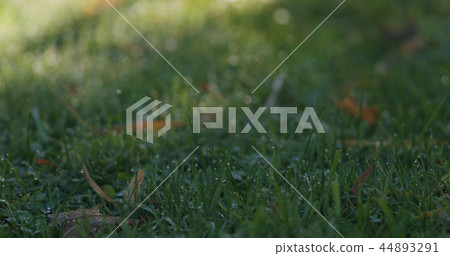 Closeup green grass with fallen leaves in the morning Closeup green grass with fallen leaves in the morning 44893291