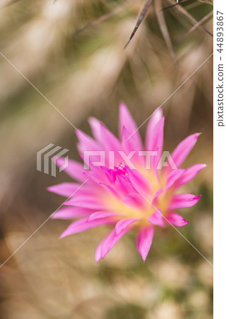 Cactus Cactus 44893867