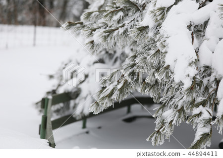 Winter pine 44894411