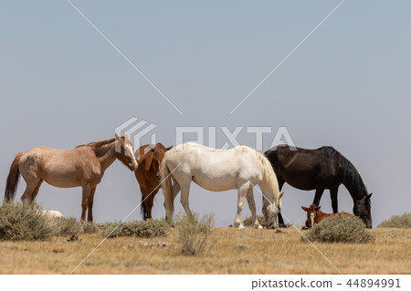 Wild horses in the High desert Wild horses in the High desert 44894991