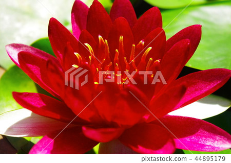 Water lily 44895179