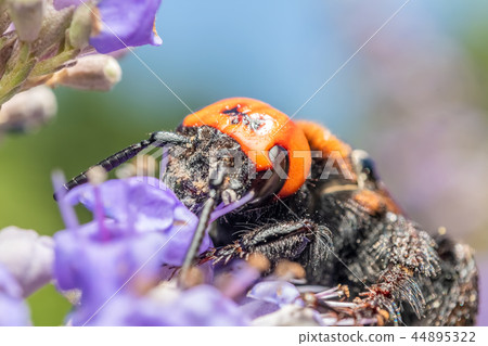 Japanese Giant Hornet Gathering Flower Pollen Japanese Giant Hornet Gathering Flower Pollen 44895322