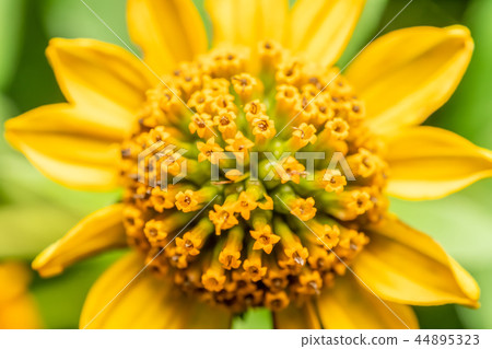 Yellow Flower Pollen Macro Closeup In Summer 44895323