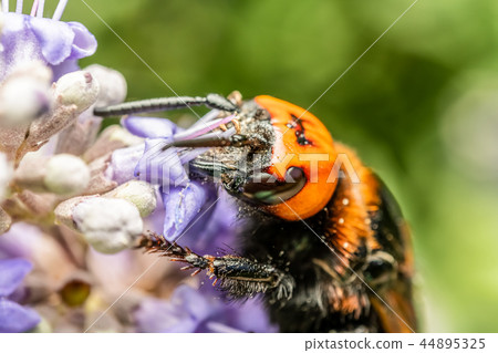 Japanese Giant Hornet Gathering Flower Pollen 44895325