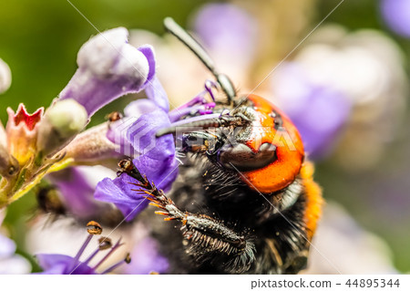 Japanese Giant Hornet Gathering Flower Pollen 44895344