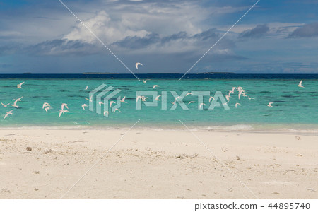 White birds on the beach Atoll island Maldives White birds on the beach Atoll island Maldives 44895740