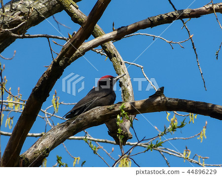 Black Woodpecker in search of insects. 44896229