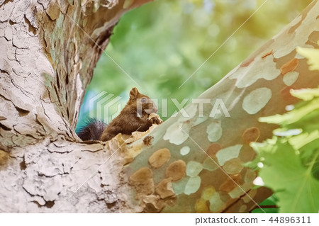 Squirrel on Tree 44896311