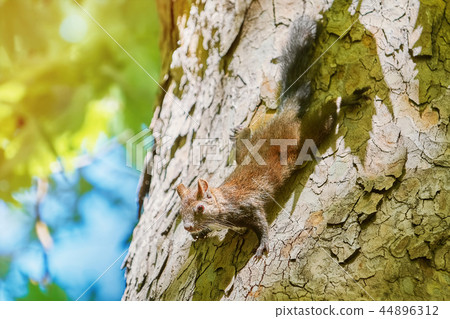 Squirrel on Tree 44896312