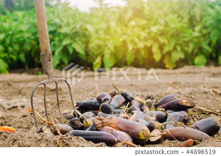 rotten spoiled eggplant vegetables 44896519