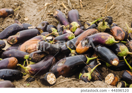rotten spoiled eggplant vegetables lie 44896520