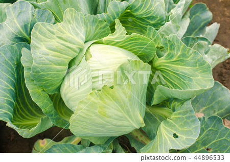 worm - pest of cabbage. disease of vegetables 44896533