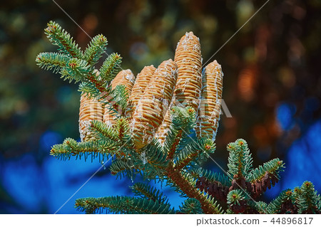 Immature Cones of Manchurian Fir Immature Cones of Manchurian Fir 44896817