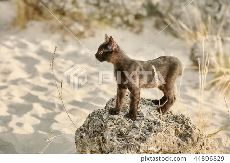 Little Black Kitten 44896829