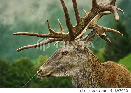 Red Deer Stag Red Deer Stag 44897090