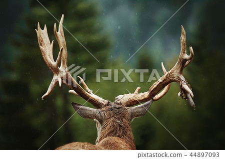 Red Deer Stag 44897093