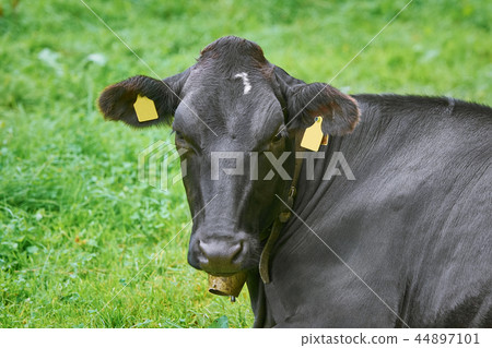 Portrait of Cow 44897101