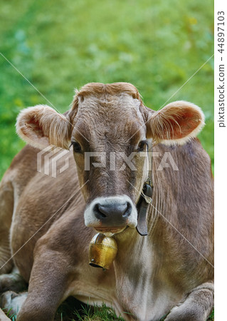 Portrait of Cow Portrait of Cow 44897103