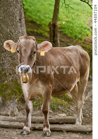Cow Go to the Pasture Cow Go to the Pasture 44897104