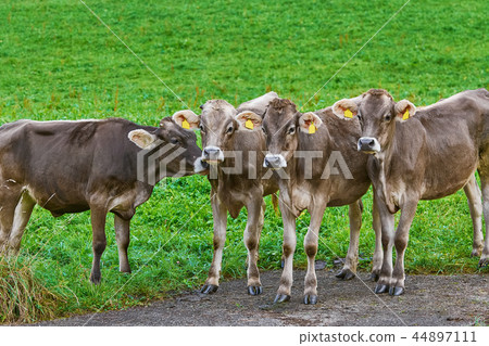 Cows in the Pasture Cows in the Pasture 44897111