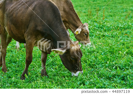 Cows in the Pasture Cows in the Pasture 44897119