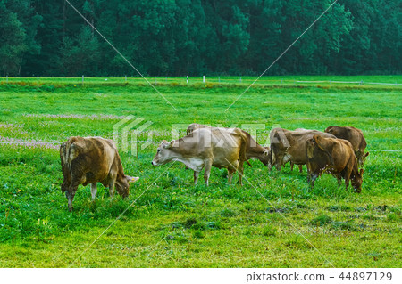 Cows in the Pasture Cows in the Pasture 44897129