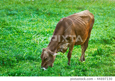 Cow in the Pasture Cow in the Pasture 44897130