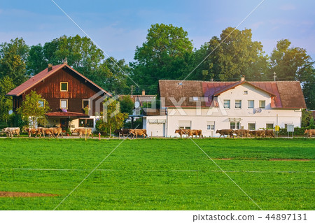 Cows Go to Pasture Cows Go to Pasture 44897131
