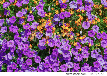 Backround of Flowers 44897158