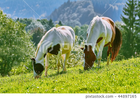 Horses on the Pasture Horses on the Pasture 44897165