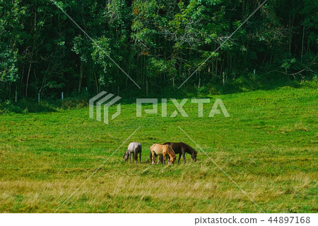 Horses in the Pasture Horses in the Pasture 44897168