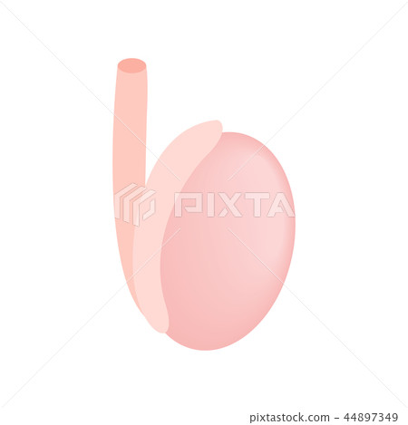 Male reproductive organ isometric icon 44897349