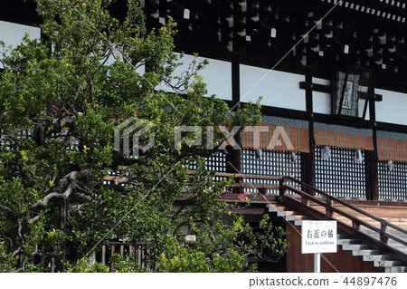 京都皇宮Shiogama和Kanon Tachibana 44897476